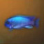 Bluejade Fish